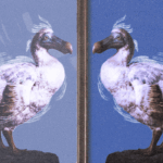 Advertising agents begin to move away from the solutions of the platforms that once promised them all